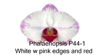 Phal P44-1