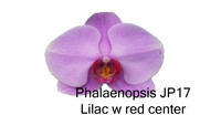 Phal JP17