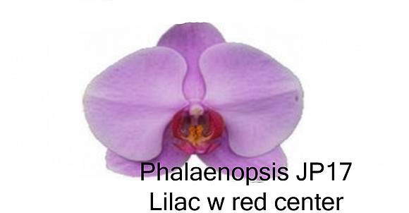 Phal JP17