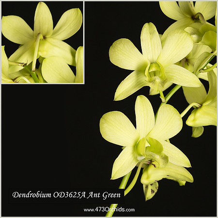 Den OD3625A Ant Green
