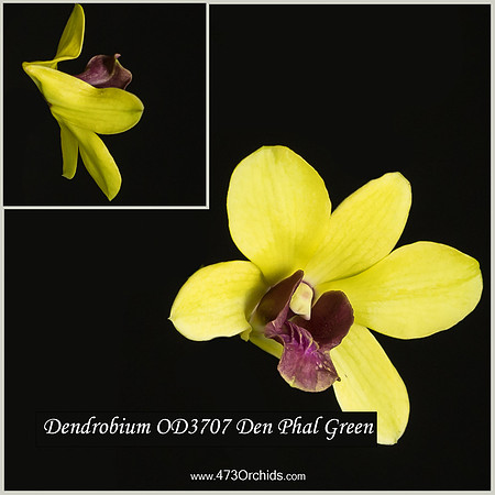 Den OD3707M - Den Phal Green