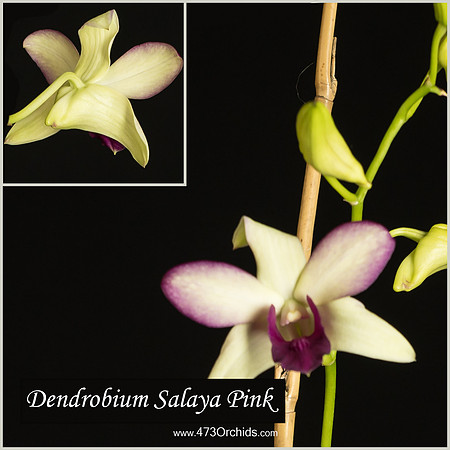 Den Salaya Pink