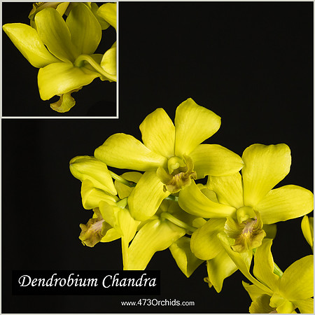 Den Chandra