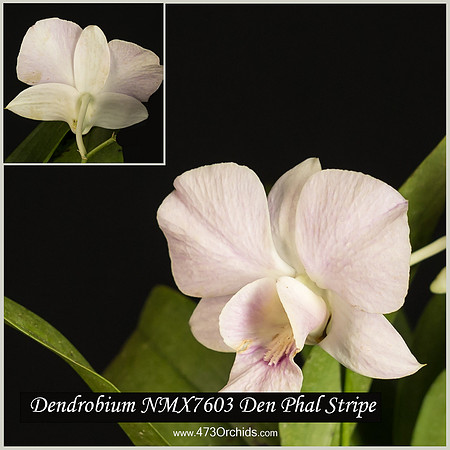 Den NMX7603 Den Phal Stripe
