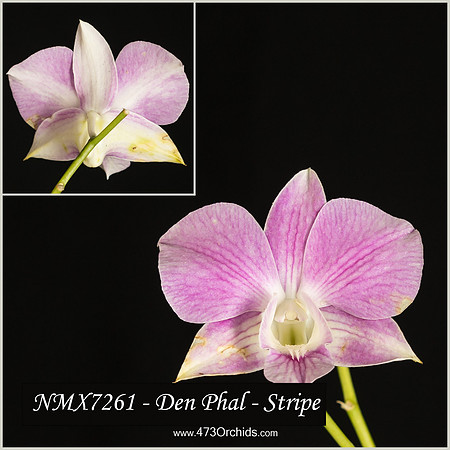 Den NMX7261 - Phal Stripe 2023  03 20 - 0003-Edit