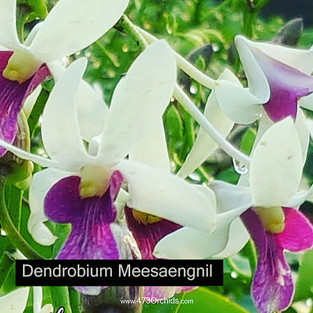 Den Meesaengnil