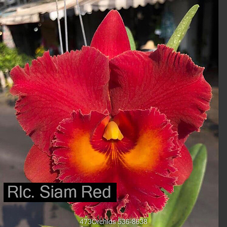 Rlc. Siam Red-Edit