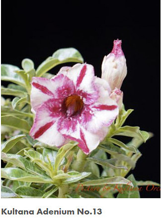 adenium 13