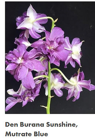 Den Burana Sunshine x Mutrate Blue
