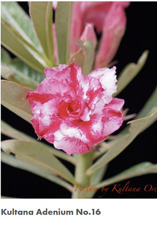 Adenium 16