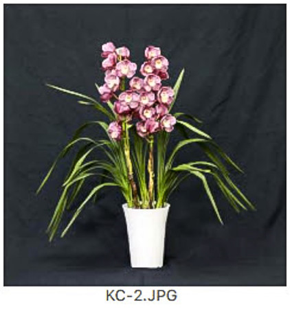 Cymbidium - KC - 2 - red pink  2023-04-29