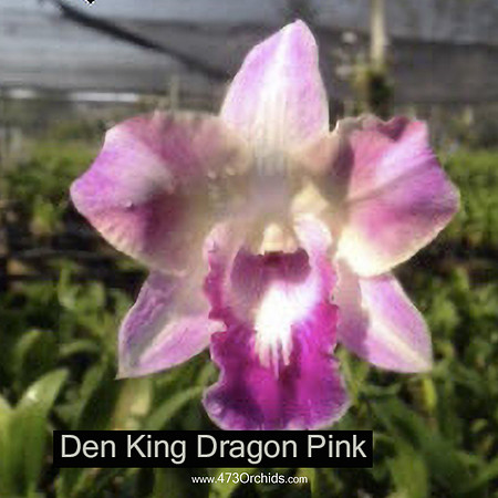 Den king dragon pink
