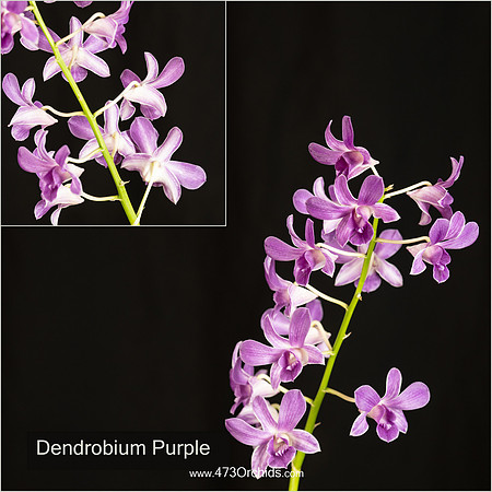 Den Purple
