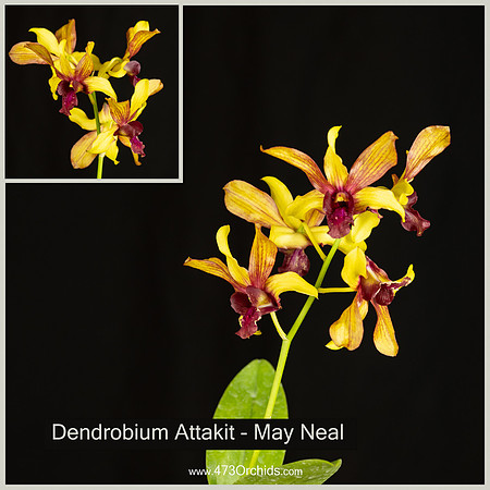 Den Attakit - May Neal