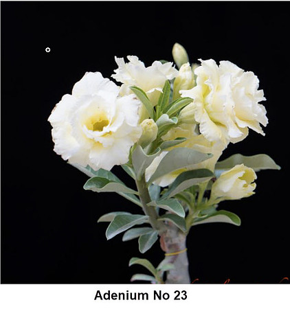 adenium 23