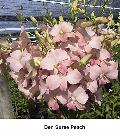 Den Suree Peach