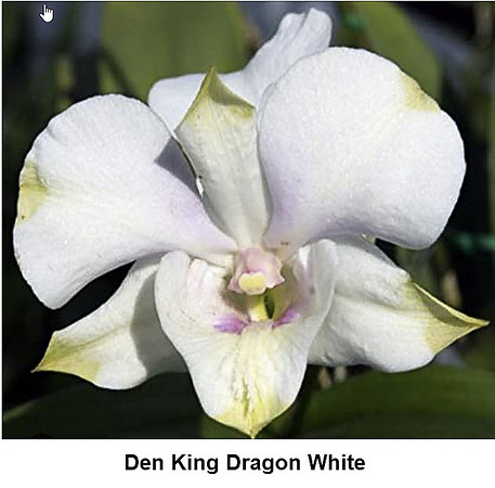Den King Dragon White