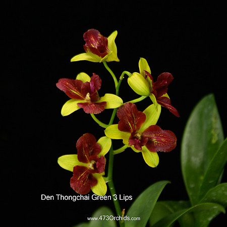 Den Thongchai Green 3 lips