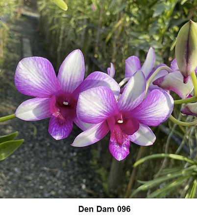 Den Dam 096
