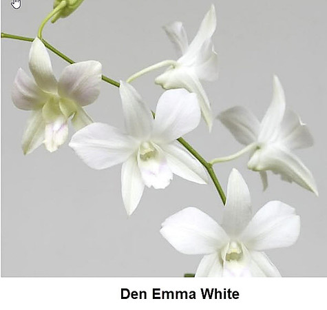 Den Emma White