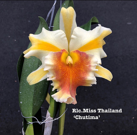 Rlc. Miss Thailand Chutima'