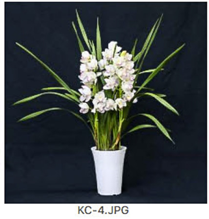 Cymbidium - KC - 4 - white  2023-04-29