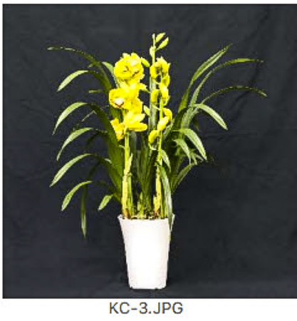 Cymbidium - KC - 3 - yellow  2023-04-29