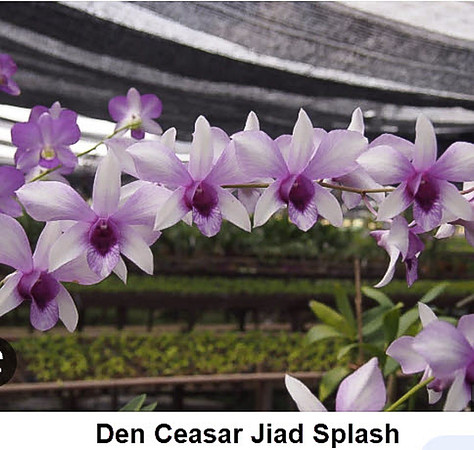 Den Ceasar White Splash
