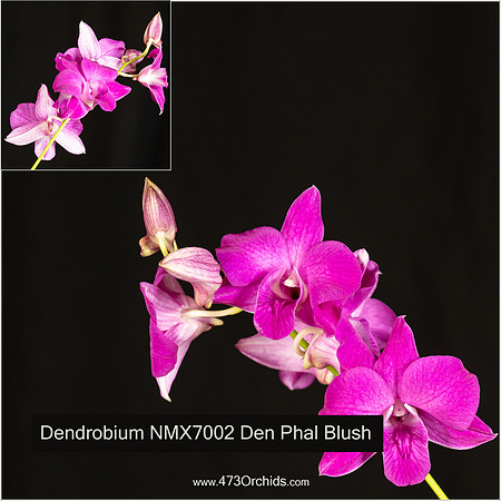 Den NMX7002 - Den Phal Blush