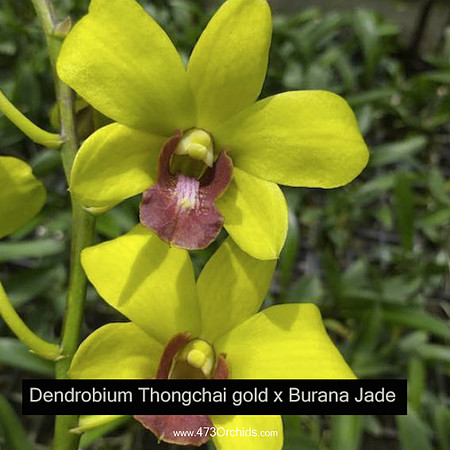 Den thongchai gold x burana jade