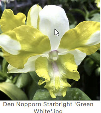Den Nopporn Starbright Green White
