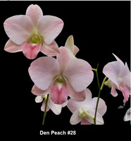 Den Peach #28