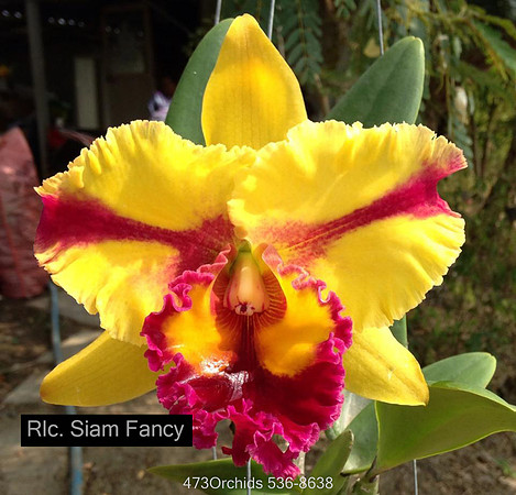 Rlc. Siam Fancy-Edit