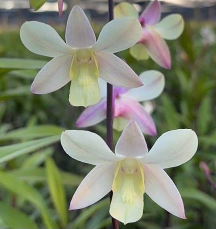 Den. Season White