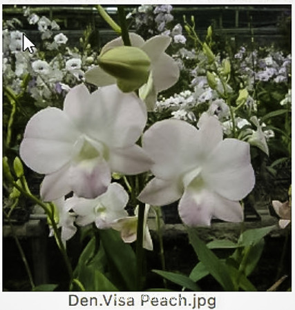 Den Visa Peach