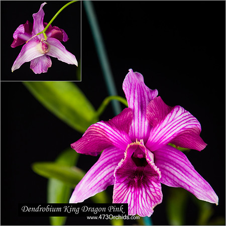 Den King Dragon Pink