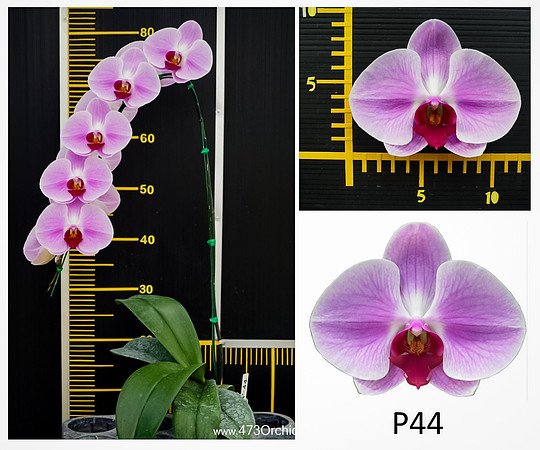 P44
