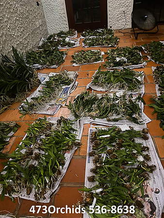 Am Thai Orchids  - 2021  11 24 - 0013