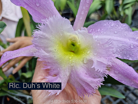 Rlc. Duh's White-Edit