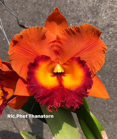 Rlc. Phet Thanatorn
