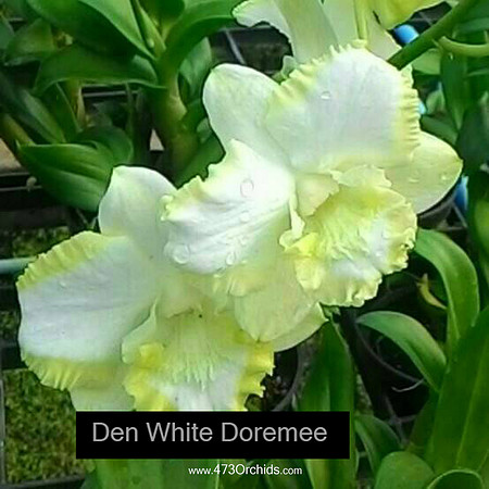 Den White Doremee