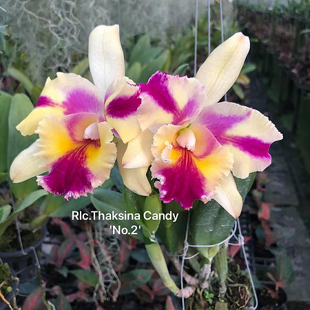 Rlc. Thaksina Candy No. 2'