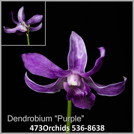 Den Purple