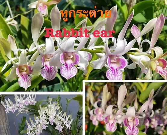 Den. Rabbit Ear
