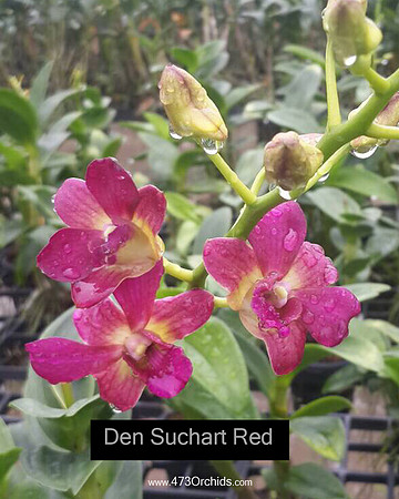 Den Suchart Red