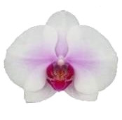Phal Q 2