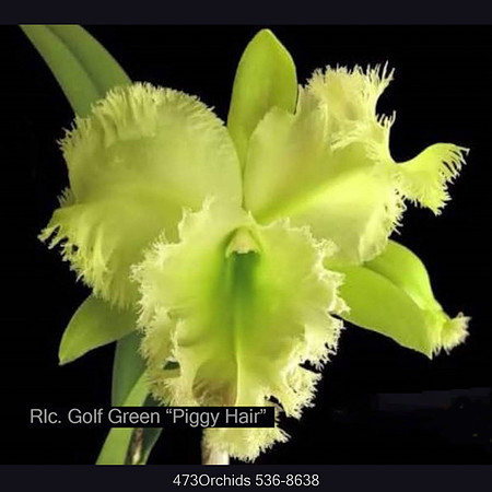 Rlc. Golf Green 'Piggy Hair'-Edit