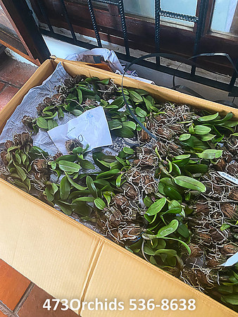 Am Thai Orchids  - 2021  11 24 - 0002