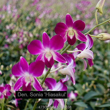 Den Sonia 'Hiasakul'