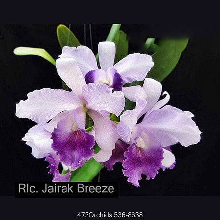 Rlc. Jairak Breeze-Edit